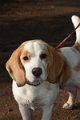 Afb_20171112_belle (12)